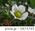 イチゴの花 3873745
