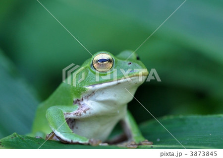 アオガエル 3873845