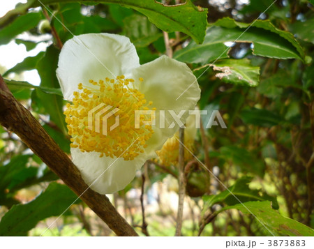 お茶の花 お茶の花 3873883