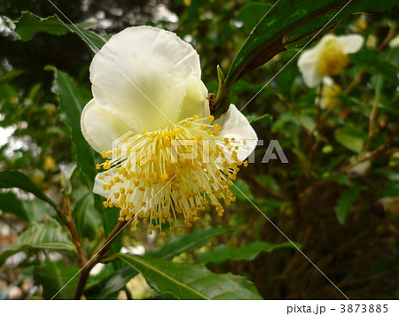 お茶の花 お茶の花 3873885