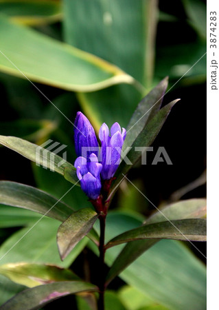 尾瀬国立公園 尾瀬に咲くエゾリンドウの写真素材