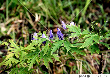 尾瀬国立公園　尾瀬に咲くトリカブト 3874285