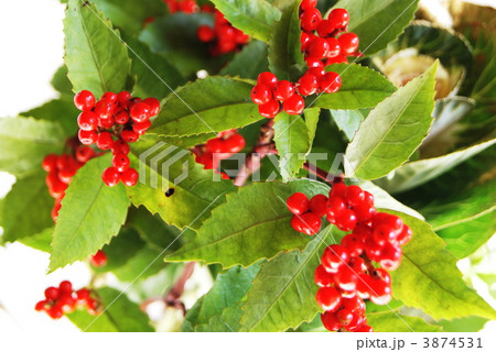 正月生け花・葉牡丹と千両の実横位値アップ 正月生け花・葉牡丹と千両の実横位値アップ 3874531