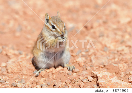 HOPI CHIPMUNK HOPI CHIPMUNK 3874902