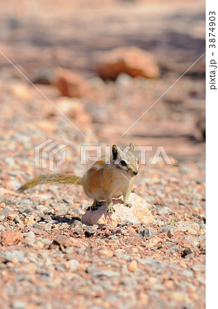 HOPI CHIPMUNK 3874903
