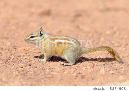 HOPI CHIPMUNK HOPI CHIPMUNK 3874908