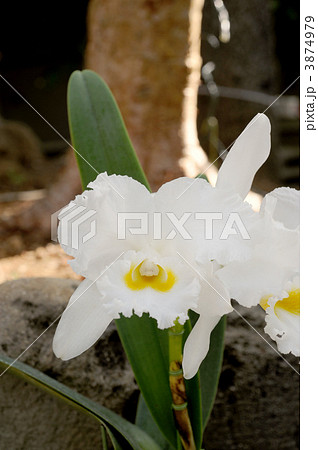 カトレア トリアナエ カトレア トリアナエ 3874979