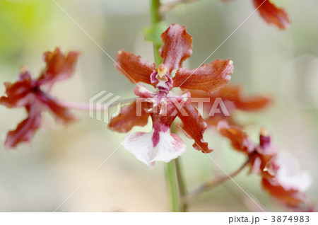 シャリーベイビー シャリーベイビー 3874983