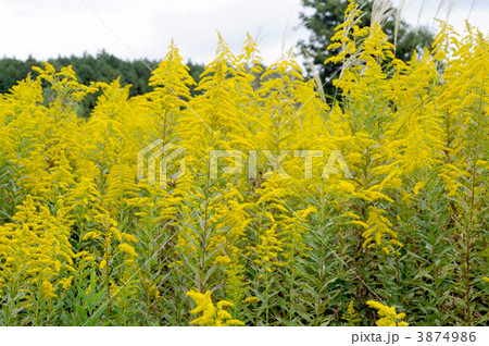 セイタカアワダチソウ 3874986