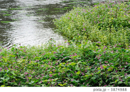 ツリフネソウの群生 ツリフネソウの群生 3874988