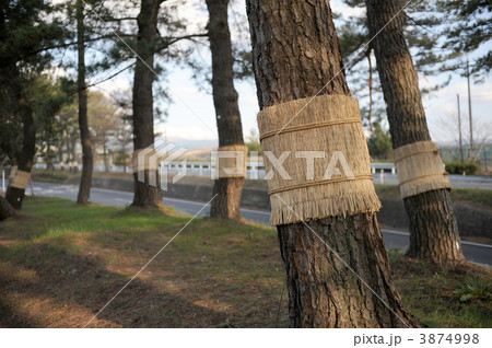 菰巻き 菰巻き 3874998