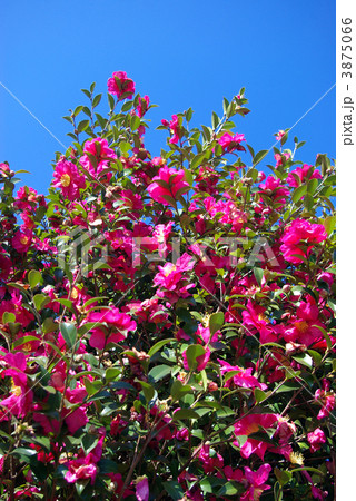 赤いサザンカと青空 3875066