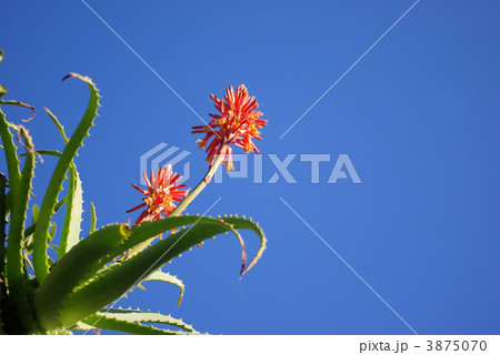青空に咲くアロエの花 3875070