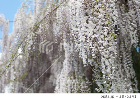 フジの花　春　満開 3875341