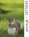 ニューヨークのリス 3875695