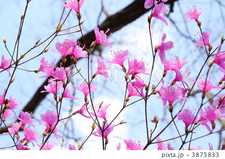 コバノミツバツツジ コバノミツバツツジ 3875833