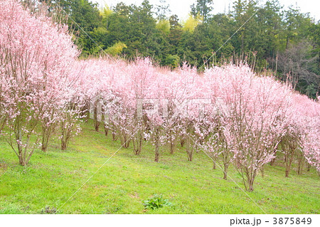 啓翁桜の森 3875849