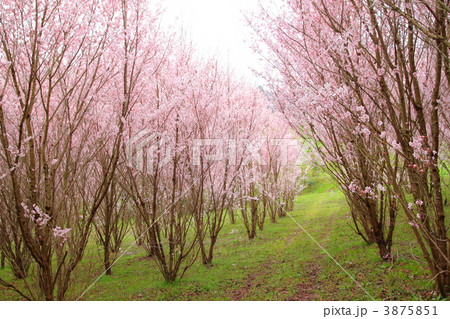 啓翁桜のトンネル 3875851