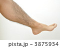 すね毛 3875934