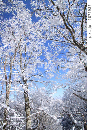 霧氷と青空 霧氷と青空 3875987