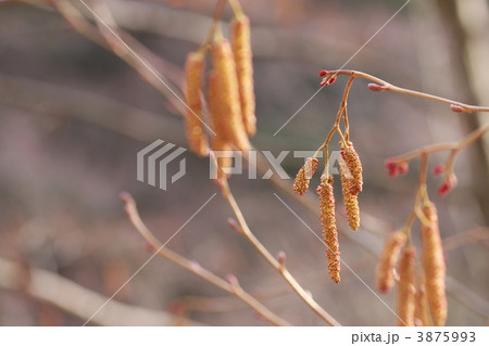 ハンノキの花 3875993