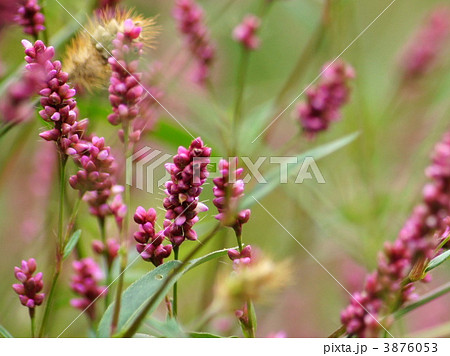 イヌタデ 赤まんま の写真素材
