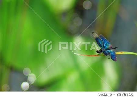 チョウトンボ 3876210