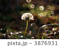 たんぽぽ 3876931