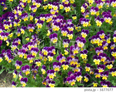 ビオラ ビオラ 3877077