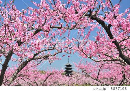 桃の花と五重塔 桃の花と五重塔 3877168
