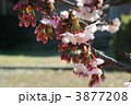 3877208