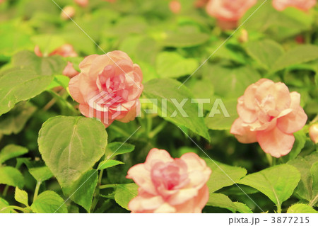 インパチェンス インパチェンス 3877215