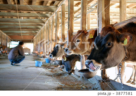 牛舎 3877581