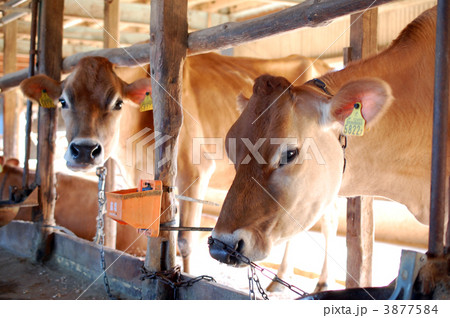 牛舎 3877584
