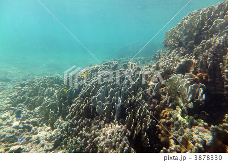 アオサンゴ アオサンゴ 3878330