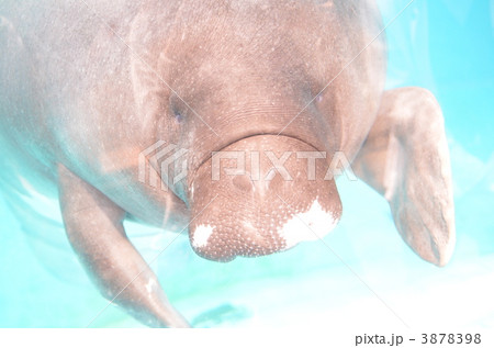 マナティー 3878398