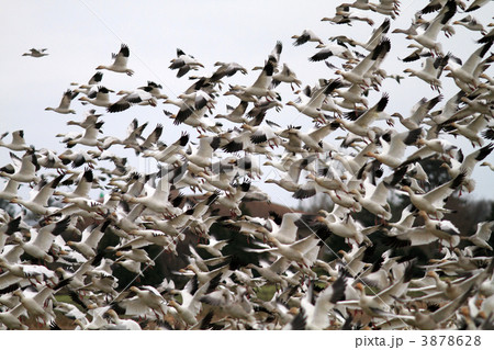 ハクガンの群れ 3878628