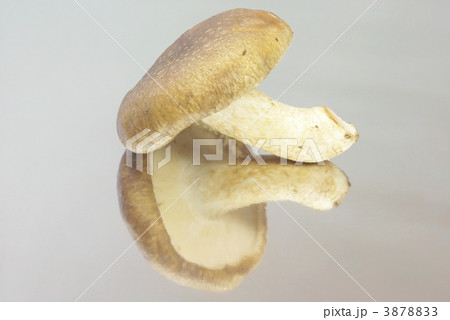 椎茸 椎茸 3878833