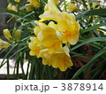 フリージア 3878914