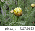 春菊の蕾 3878952