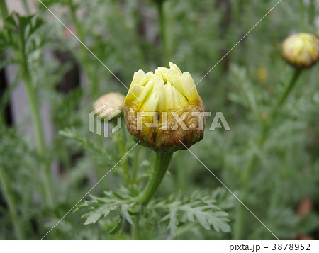春菊の蕾 春菊の蕾 3878952