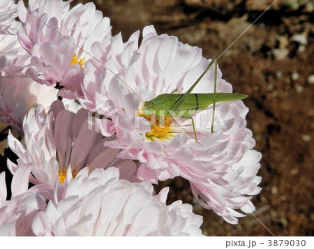 ツユムシ 3879030