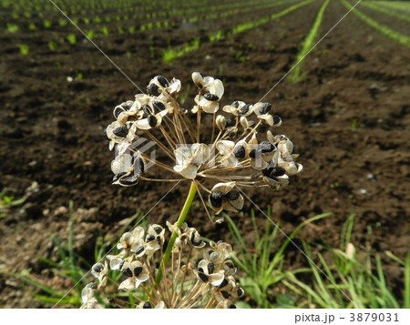 ニラの実と種 ニラの実と種 3879031
