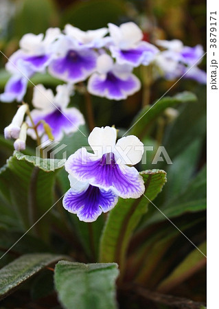 ストレプトカーパス 3879171