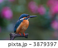 花とカワセミ 3879397