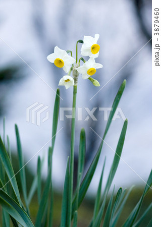 水仙 3879460
