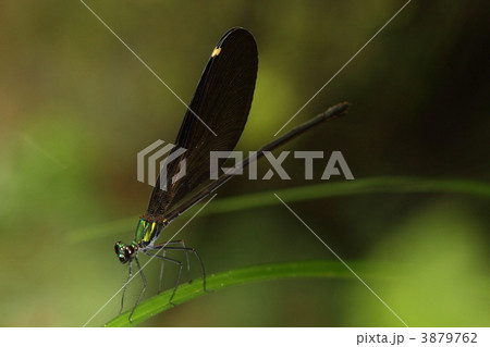 リュウキュウハグロトンボ♀ リュウキュウハグロトンボ♀ 3879762