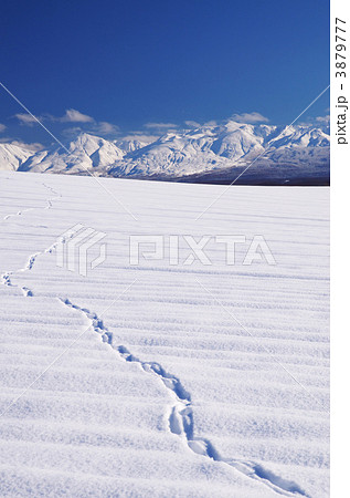 キタキツネの足跡と十勝岳 3879777