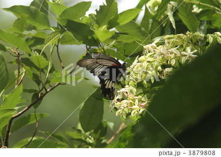 ナガサキアゲハ♀ ナガサキアゲハ♀ 3879808