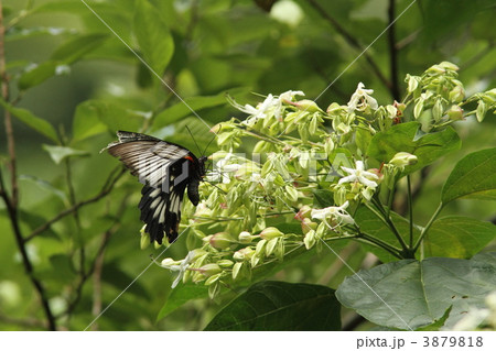 ナガサキアゲハ♀ 3879818